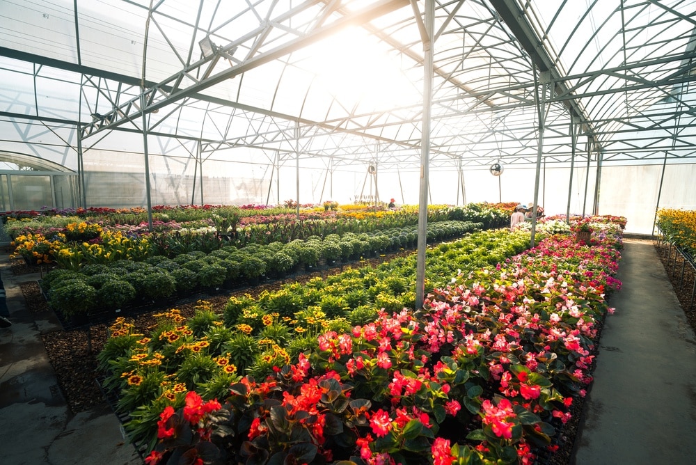 Wide,Angle,Shot,Of,A,Large,Industrial,Greenhouse,Filled,With